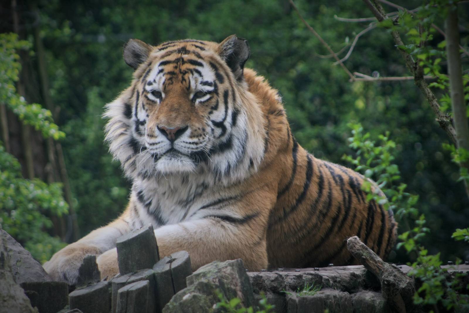 Male Siberian Tiger, Ilya