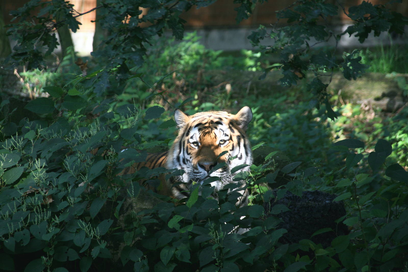 male Siberian tiger