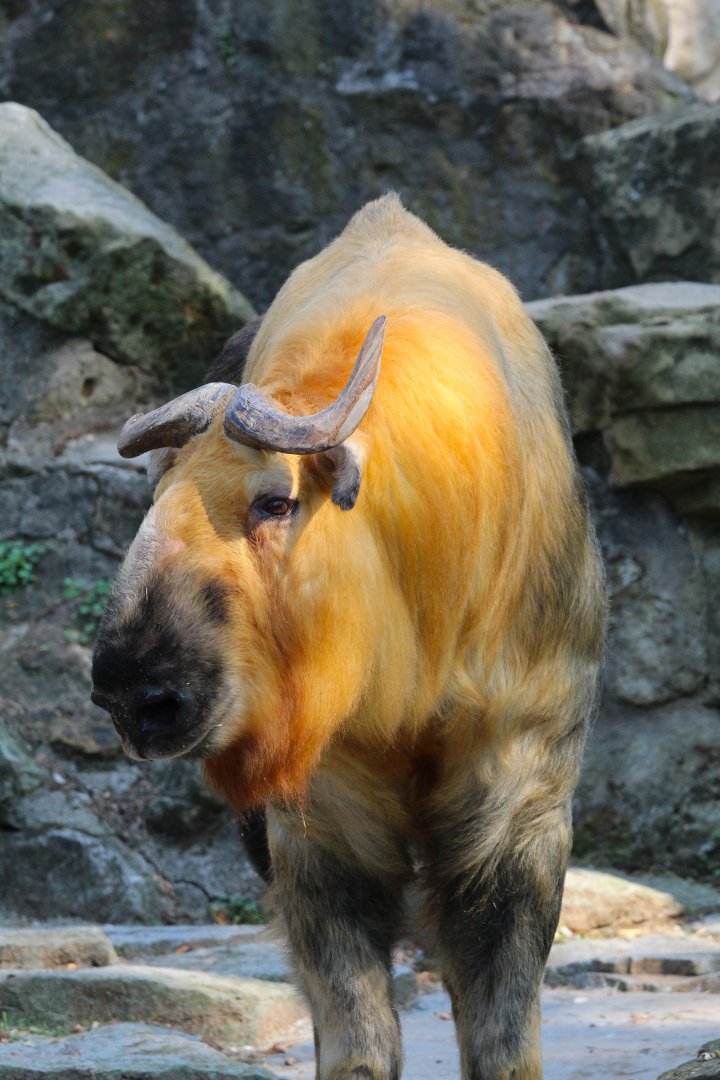 Male Sichuan Takin- September 2024