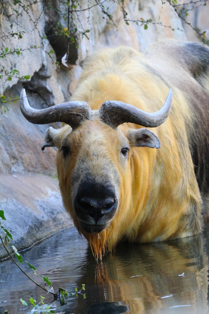 Male Sichuan Takin- September 2024