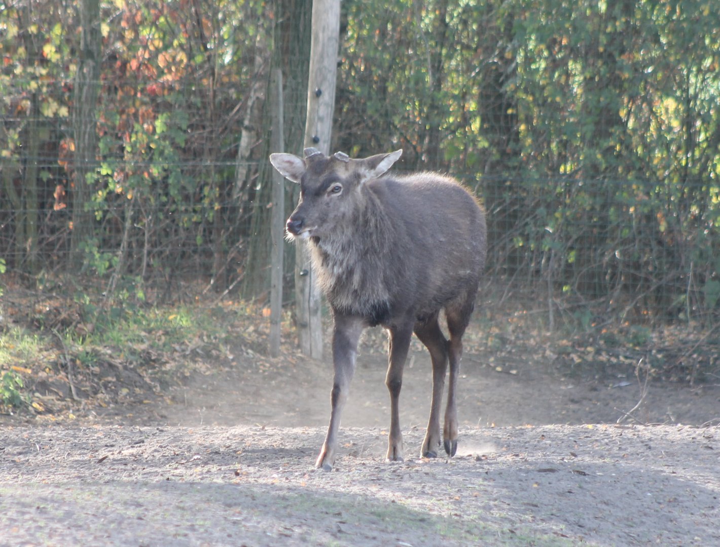Male Sika deer