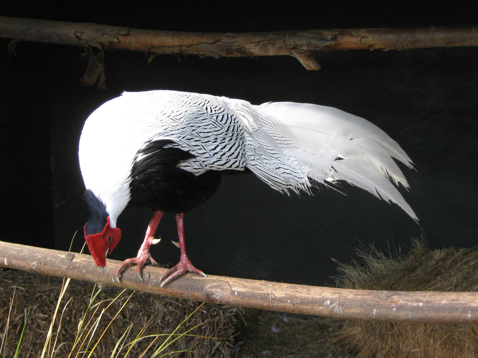 male silver pheasant (Lophura nycthemera)