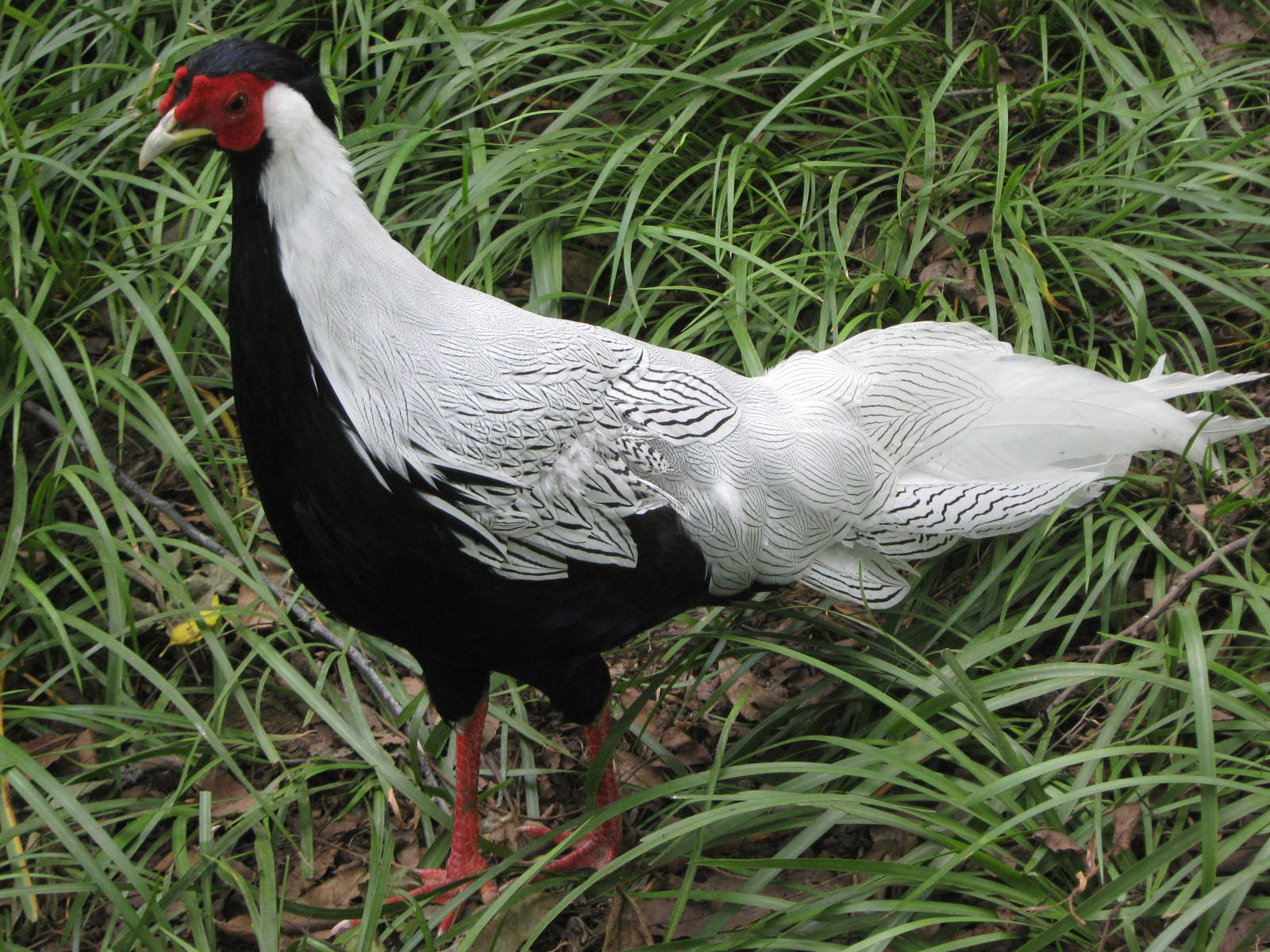 male silver pheasant (Lophura nycthemera)