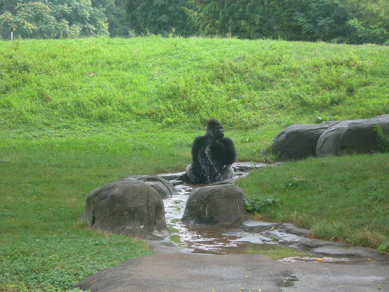Male Silverback taking a bath