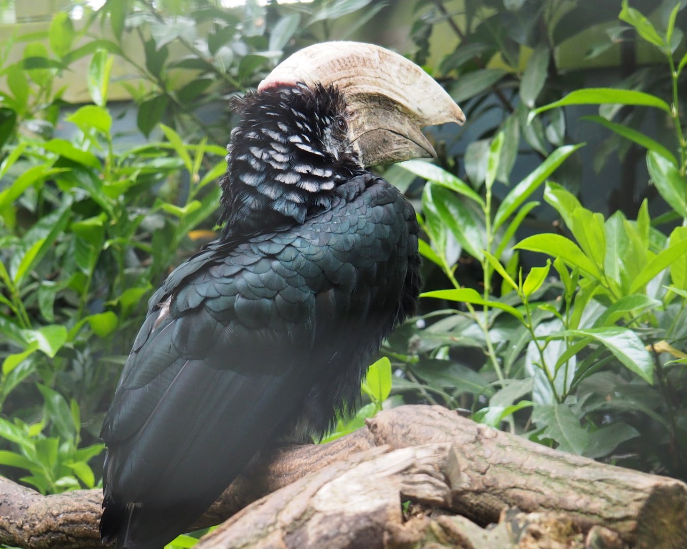 Male silvery-cheeked hornbill (Bycanistes brevis), 2019-05-25