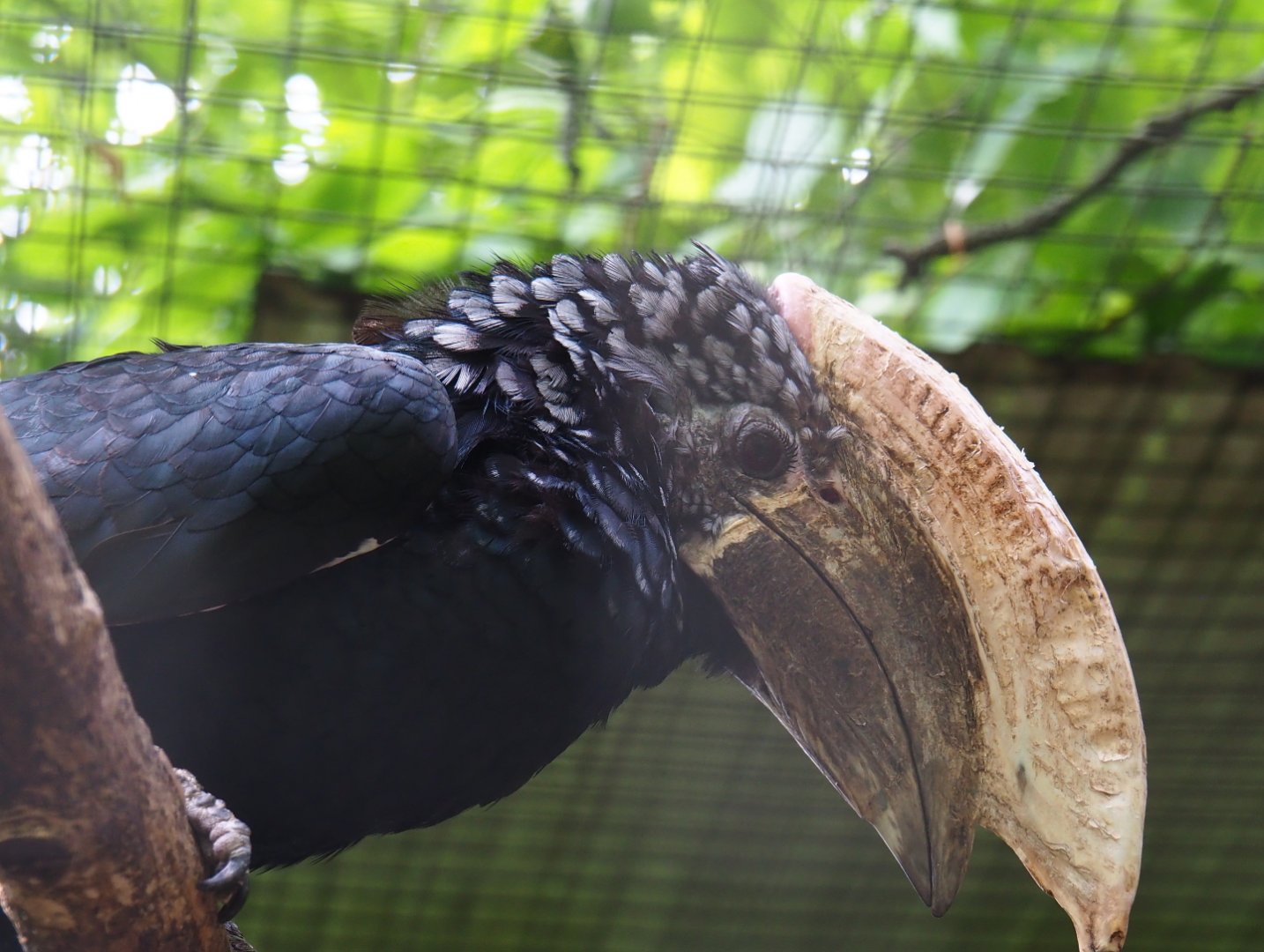 Male Silvery-cheeked hornbill (Bycanistes brevis), 2019-05-25