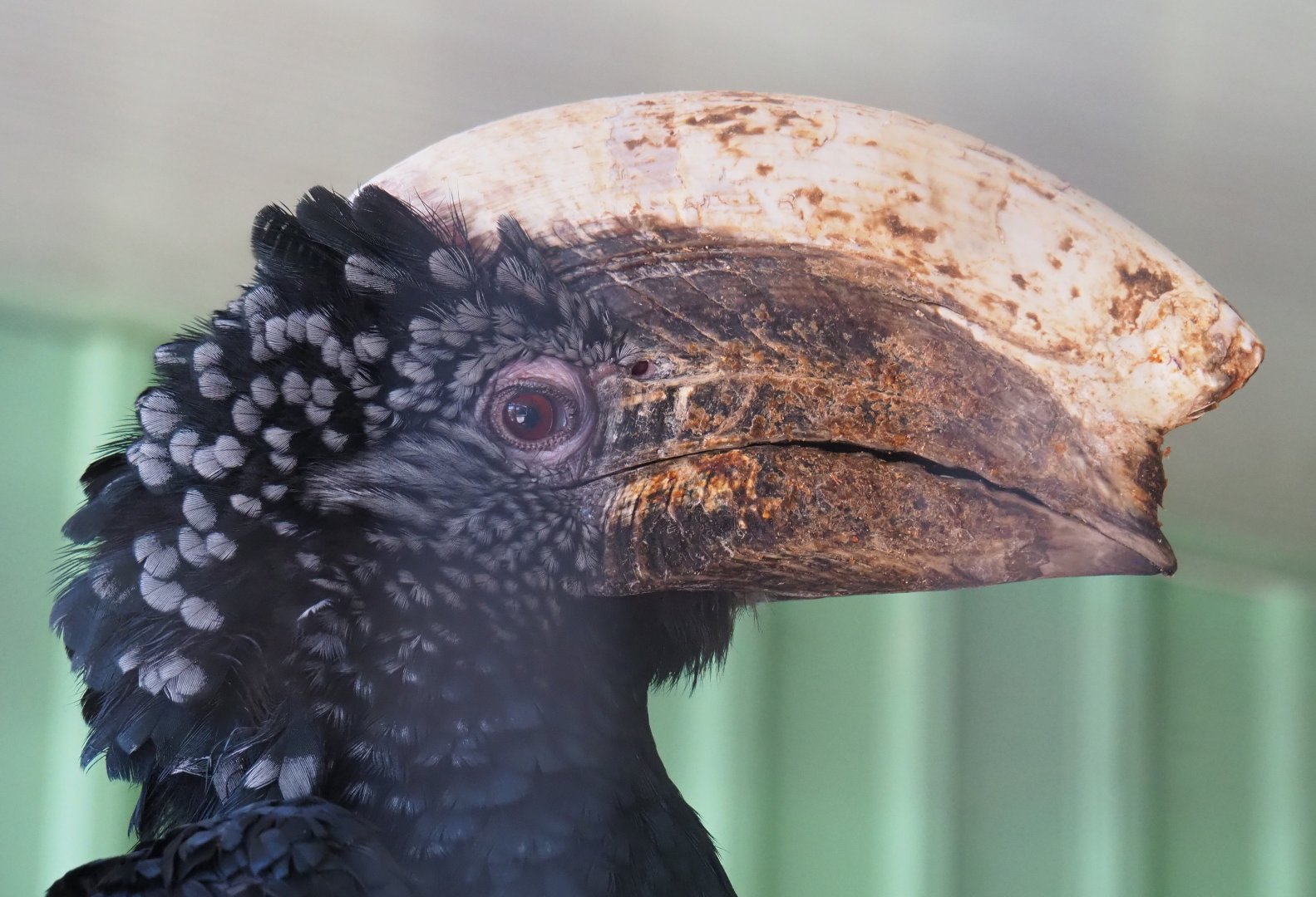 Male Silvery-cheeked hornbill (Bycanistes brevis), 2019-08-04