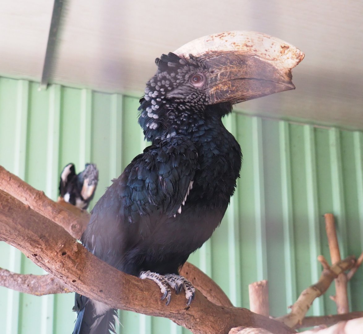 Male Silvery-cheeked hornbill (Bycanistes brevis), 2019-08-04