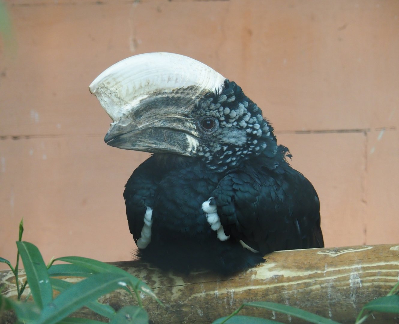 Male Silvery-cheeked hornbill (Bycanistes brevis), Aug 28th, 2018