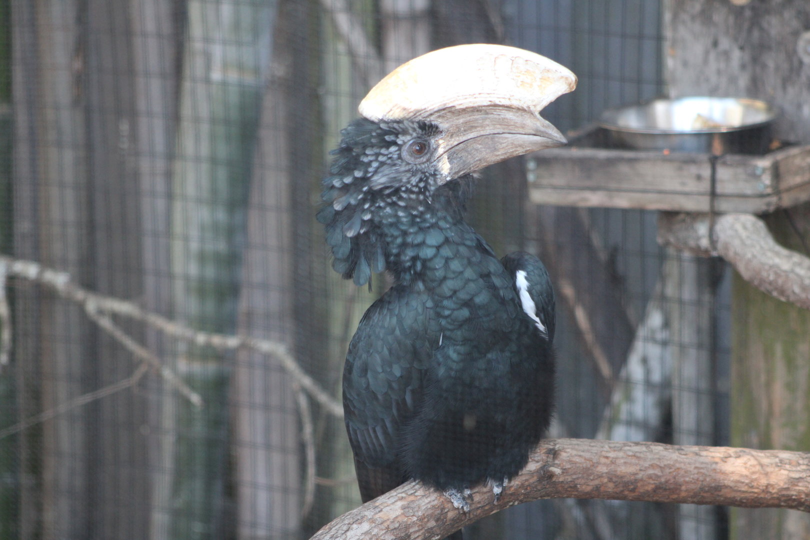 (Male) Silvery-Cheeked Hornbill (Bycanistes brevis)