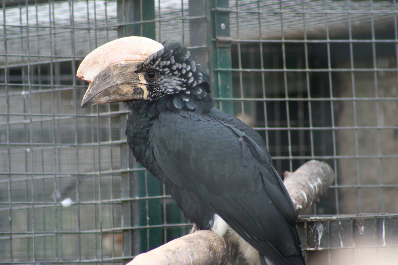 Male Silvery-Cheeked Hornbill @ Twycross; 22.10.2010
