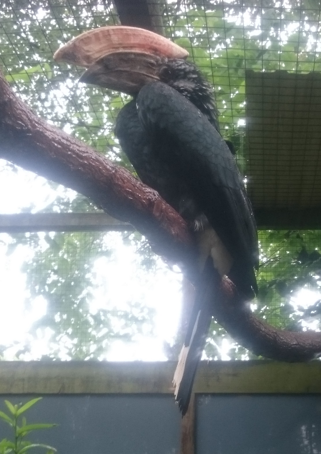 Male Silvery-cheeked hornbill