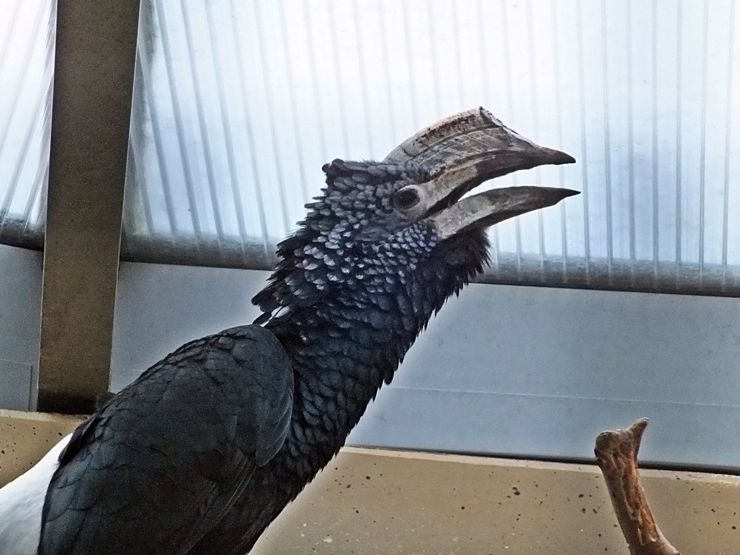 Male silvery-cheeked hornbill