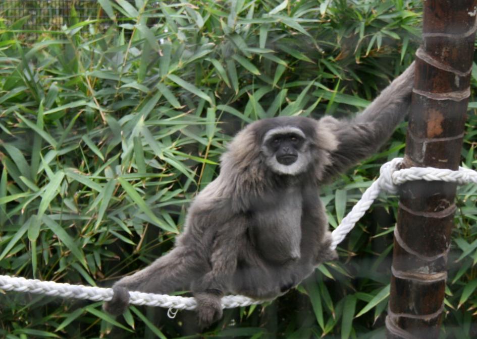 Male silvery gibbon, Taronga Zoo