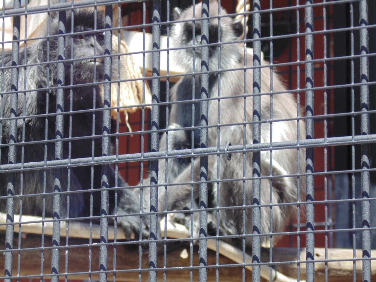 Male Silvery Leaf Langur with Female Hanuman Langur