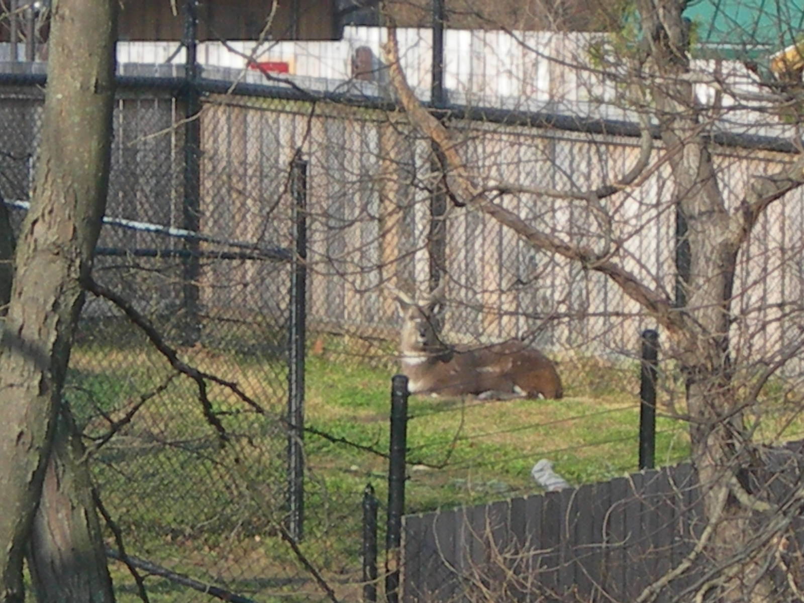 Male sitatunga in off display area