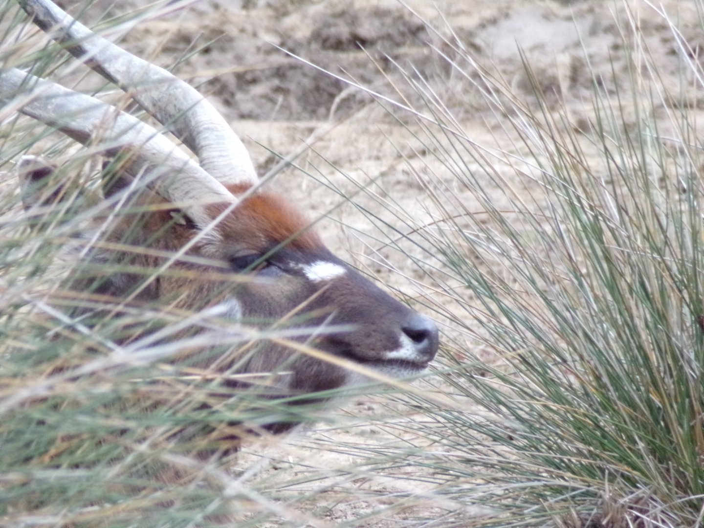 Male Sitatunga - Réserve Africaine de Sigean (2024)
