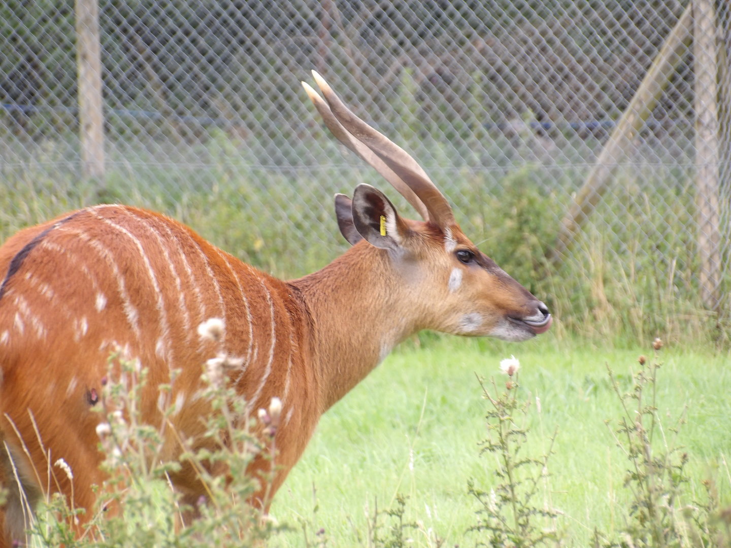 Male Sitatunga (Tragelaphus spekii)