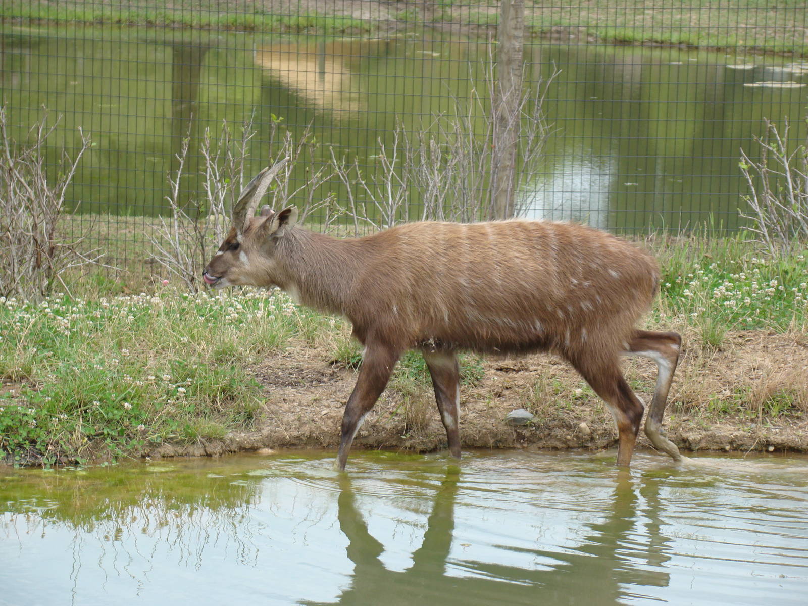 male sitatunga