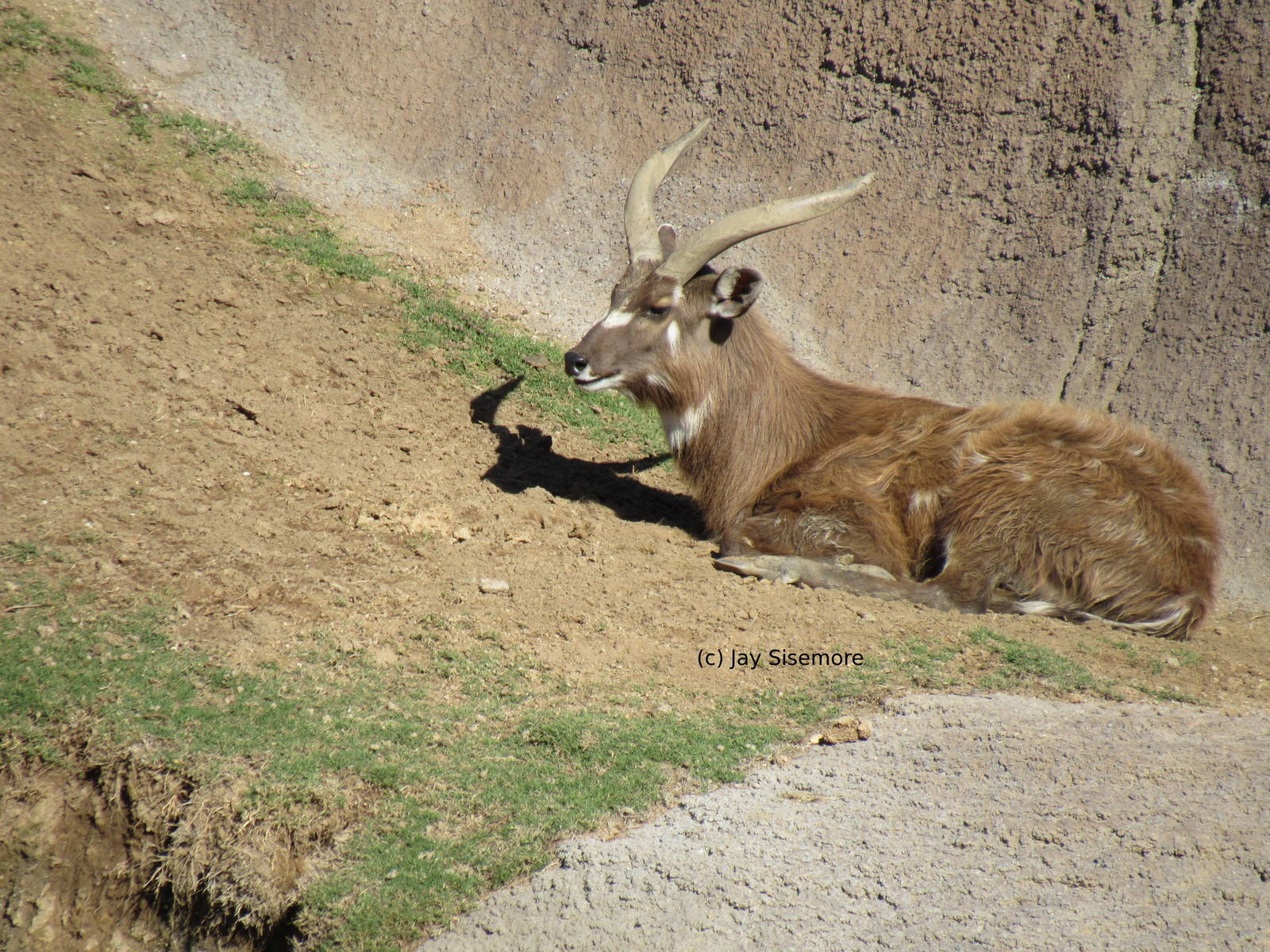 Male Sitatunga