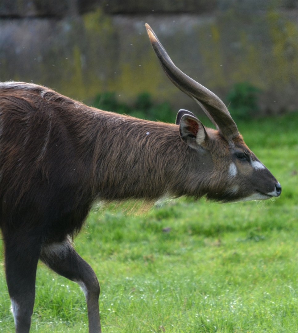 Male Sitatunga