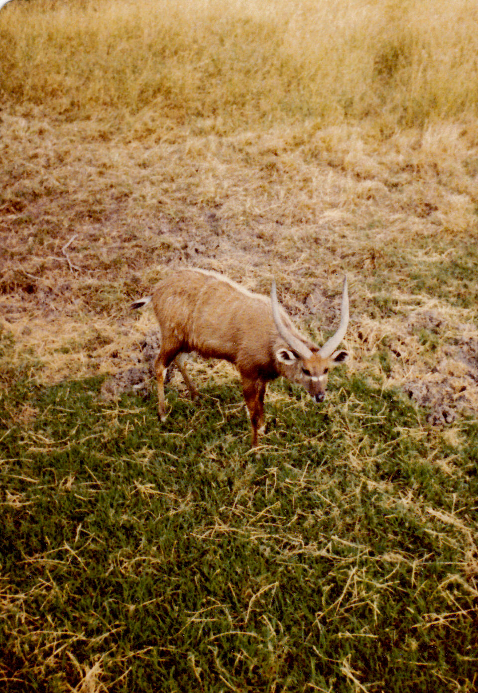 Male Sitatunga