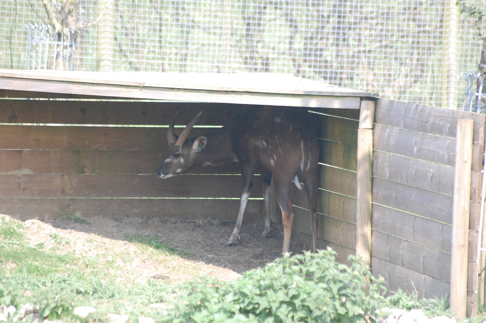Male Sitatunga