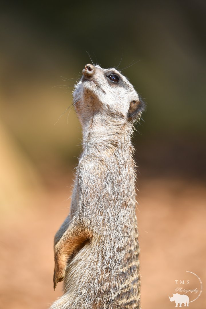 Male Slender Tailed Meerkat