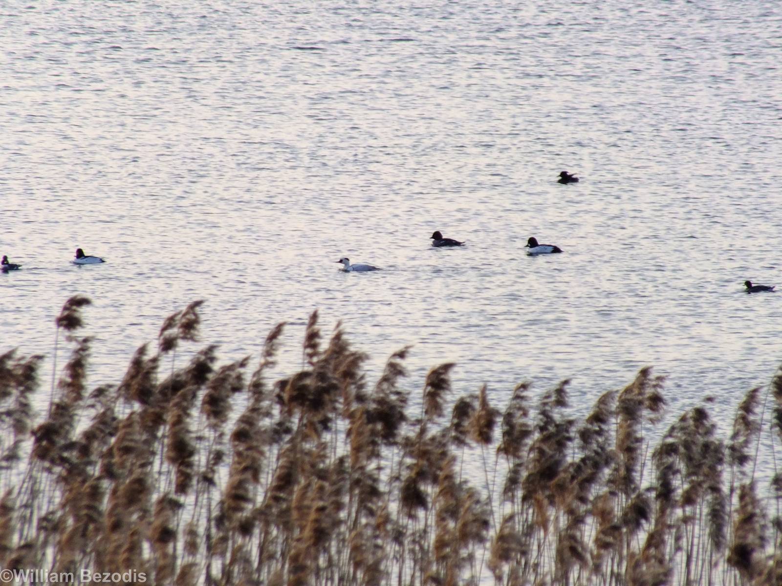 Male Smew and Goldeneyes - Ptasi Raj Nature Reserve