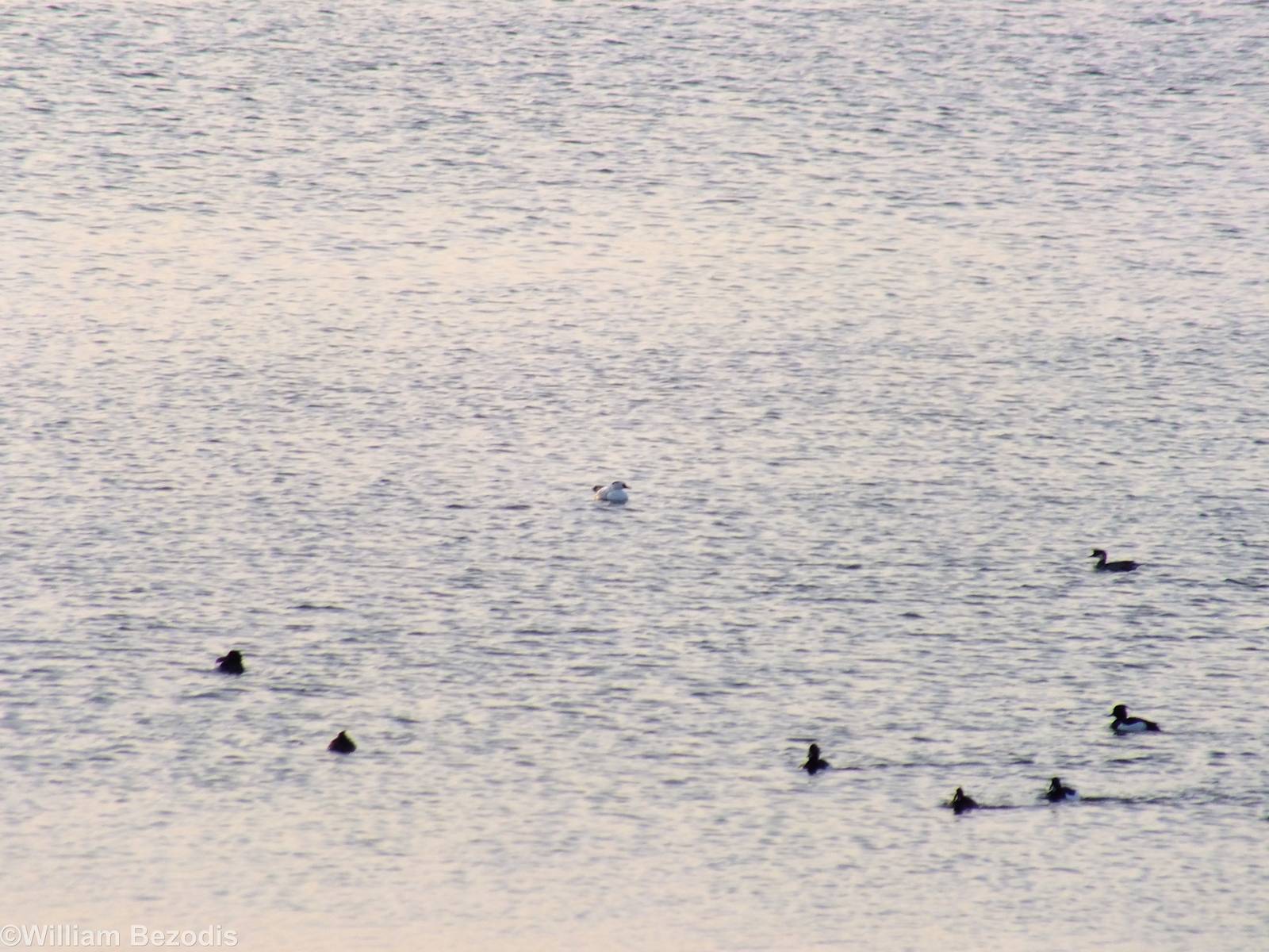 Male Smew and Tufted Ducks - Ptasi Raj Nature Reserve