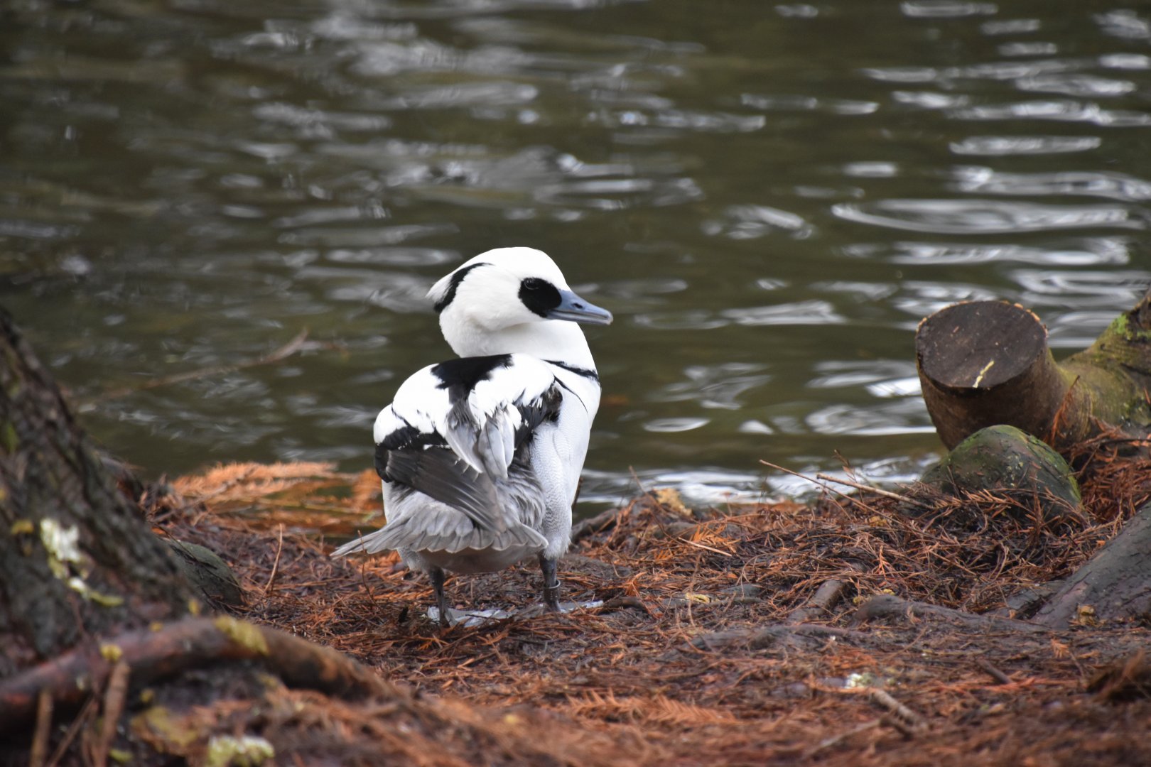 Male smew