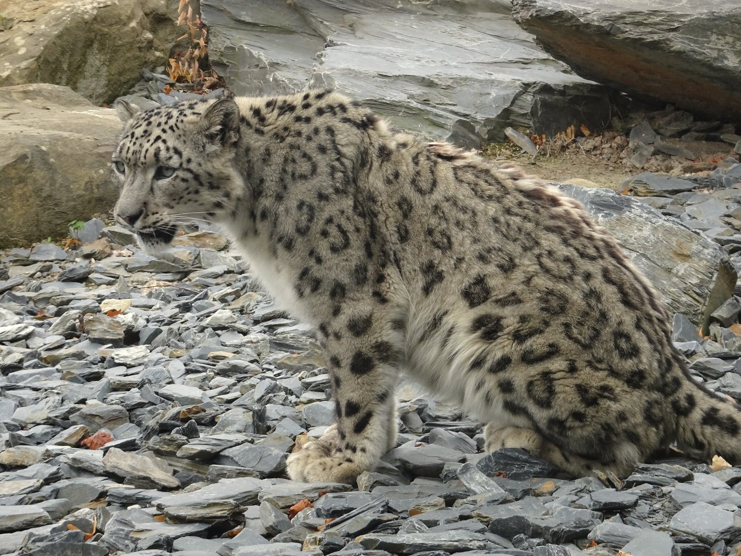 Male Snow Leopard 16 August 2025