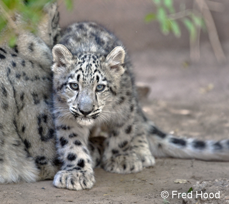 male snow leopard (4 months)