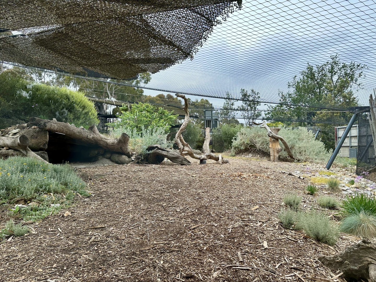 Male Snow Leopard Exhibit