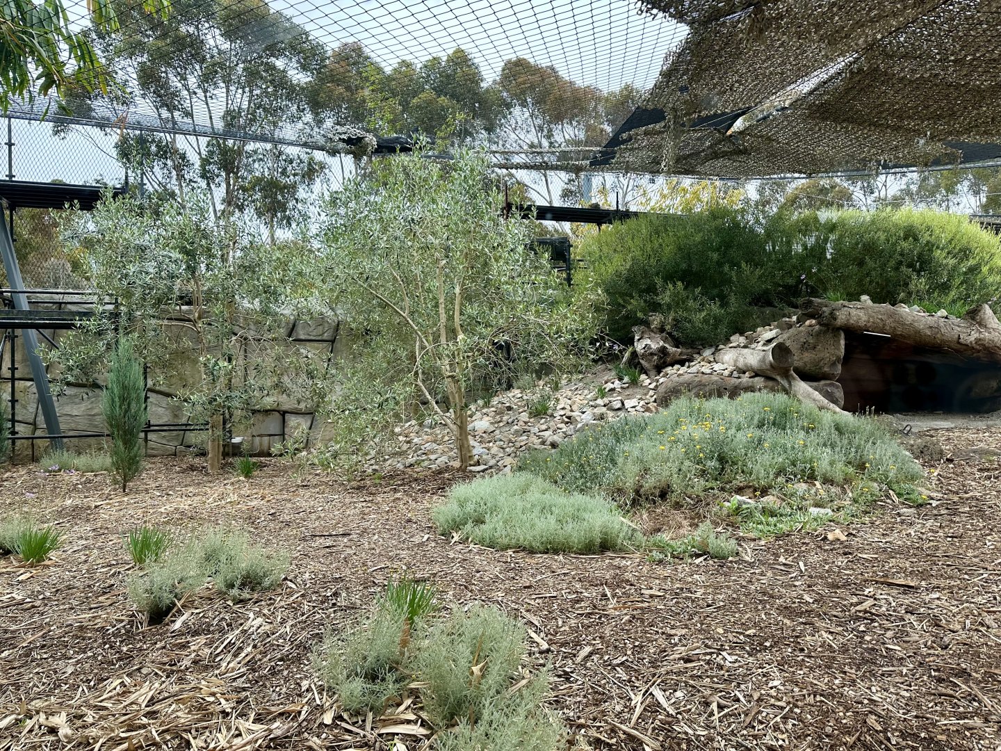 Male Snow Leopard Exhibit