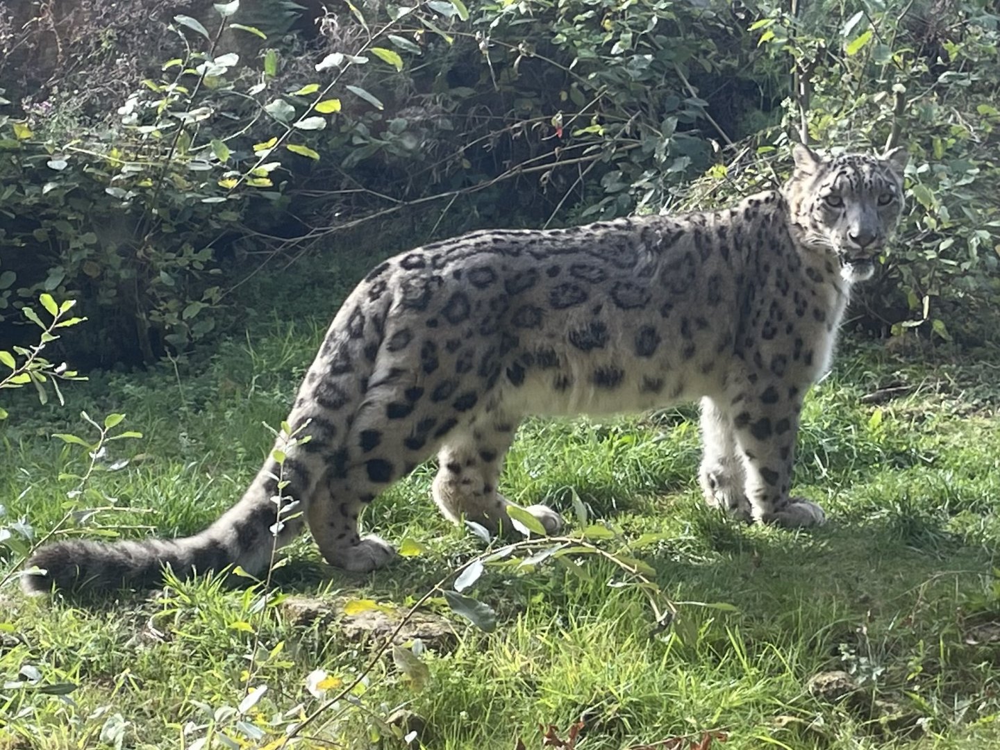 Male Snow Leopard, Khumbu