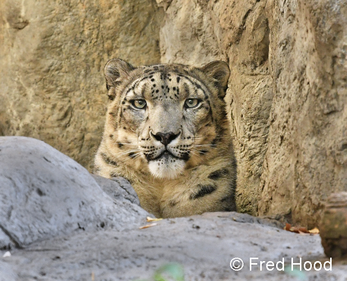 male snow leopard portrait