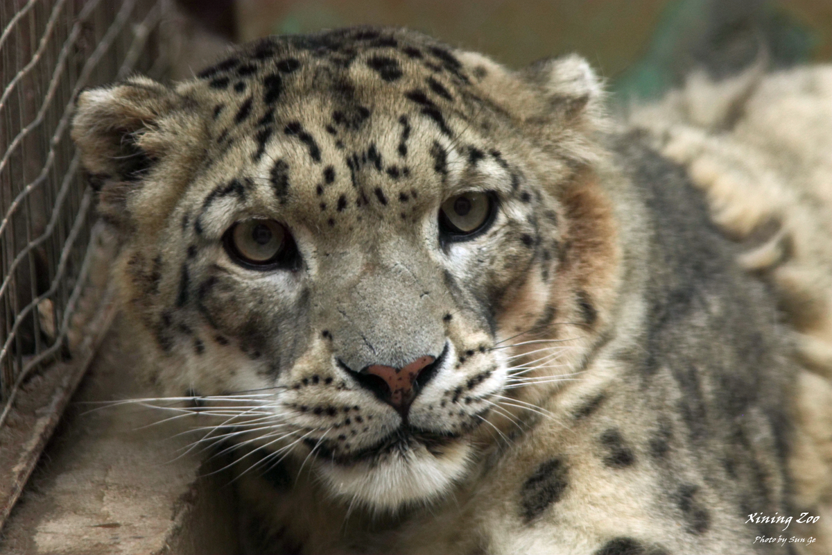 Male snow leopard