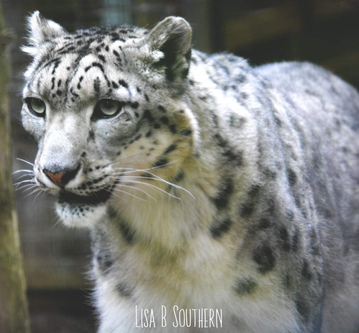 male snow leopard