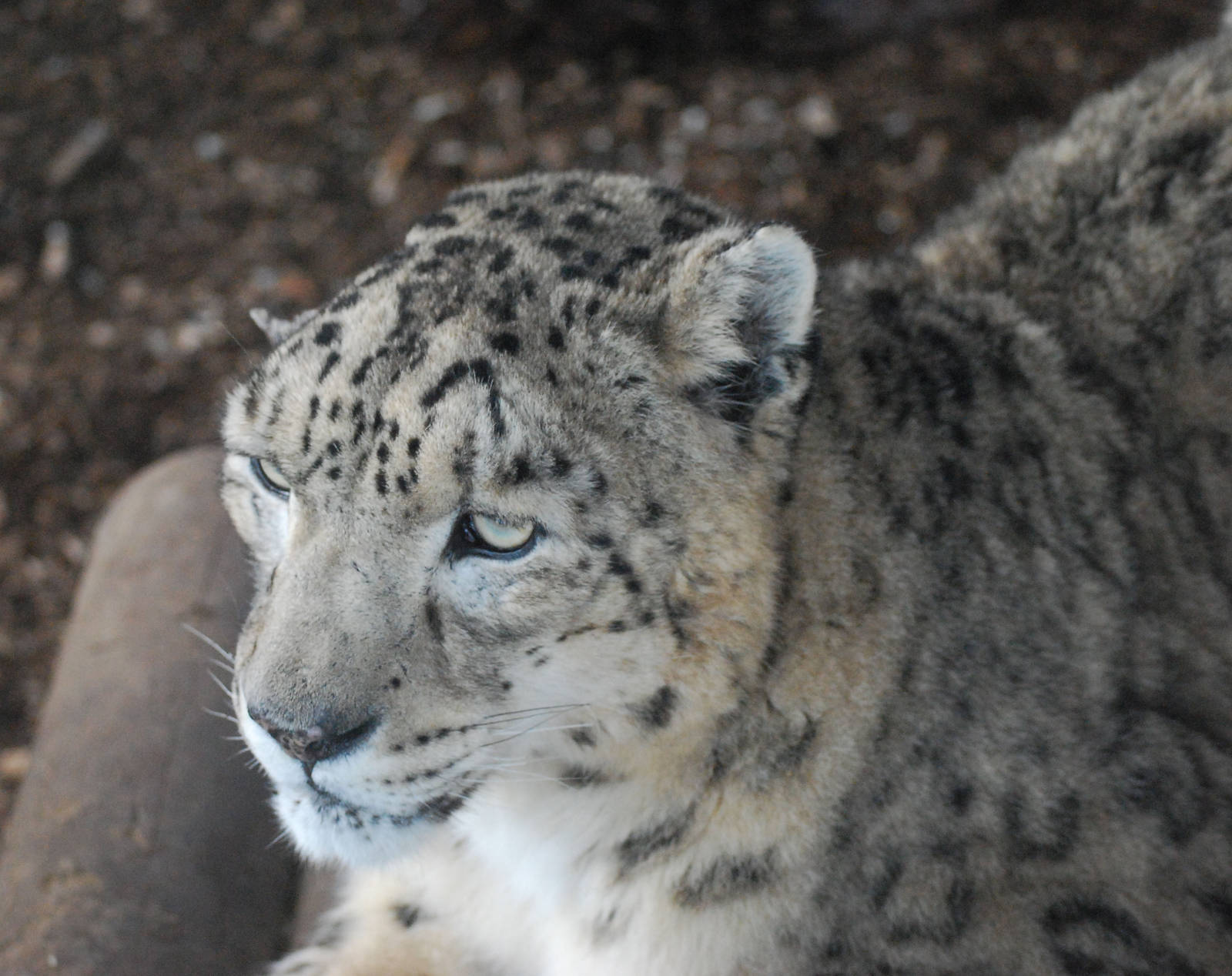 MALE SNOW LEOPARD