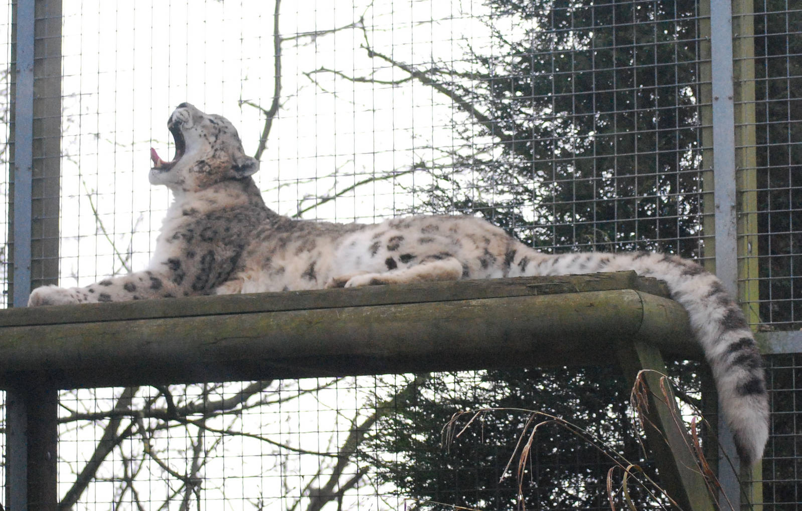Male Snow Leopard