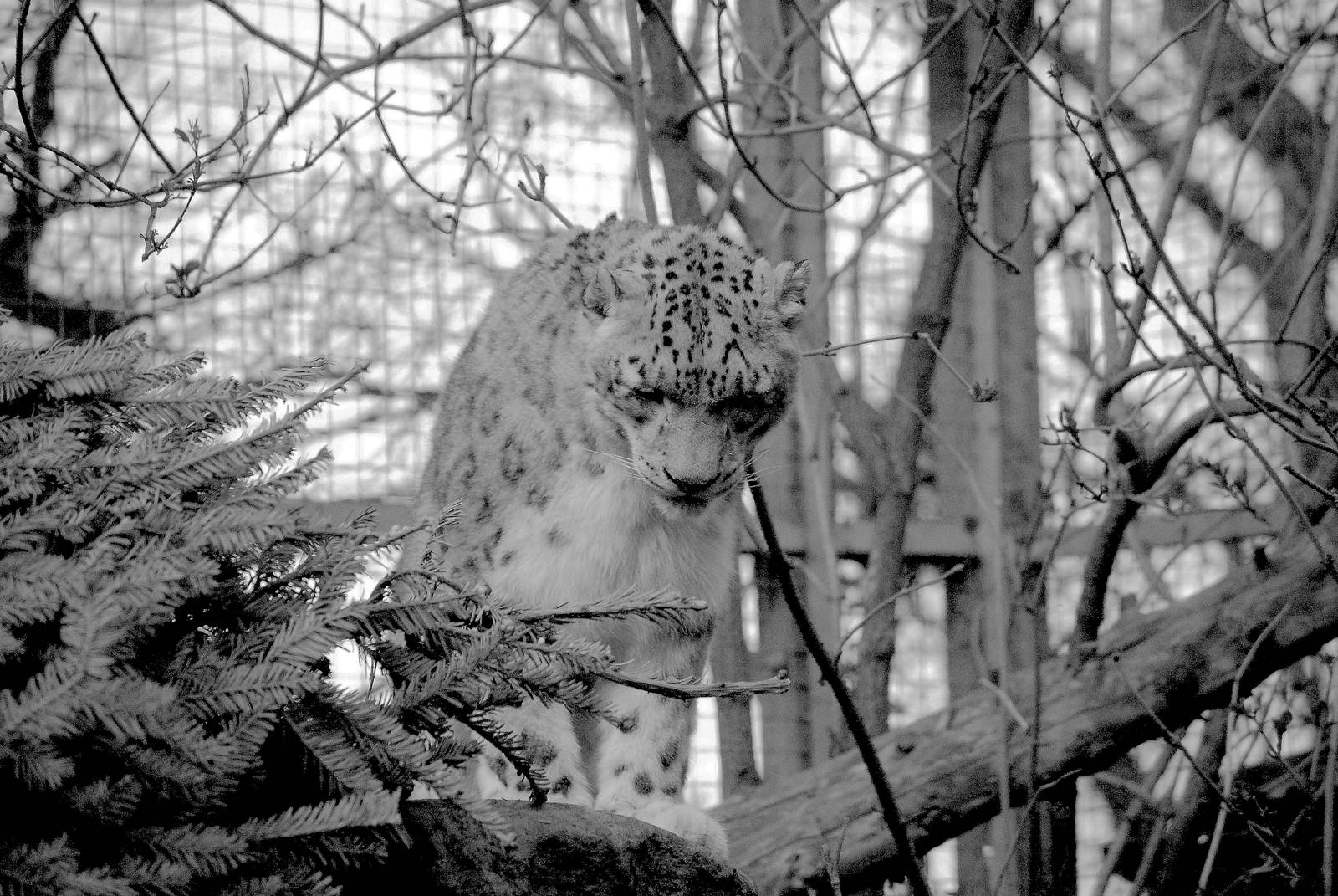 Male Snow Leopard