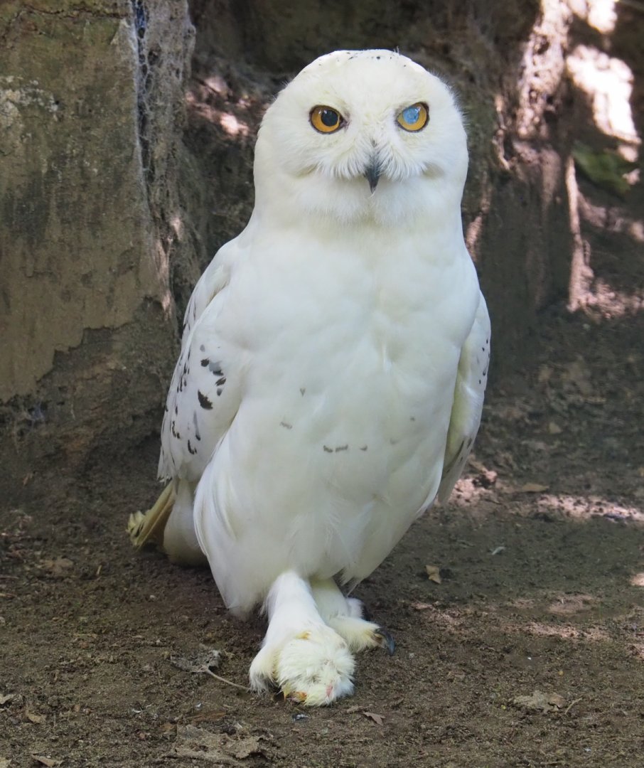 Male Snowy owl (Bubo scandiacus), 2020-06-20