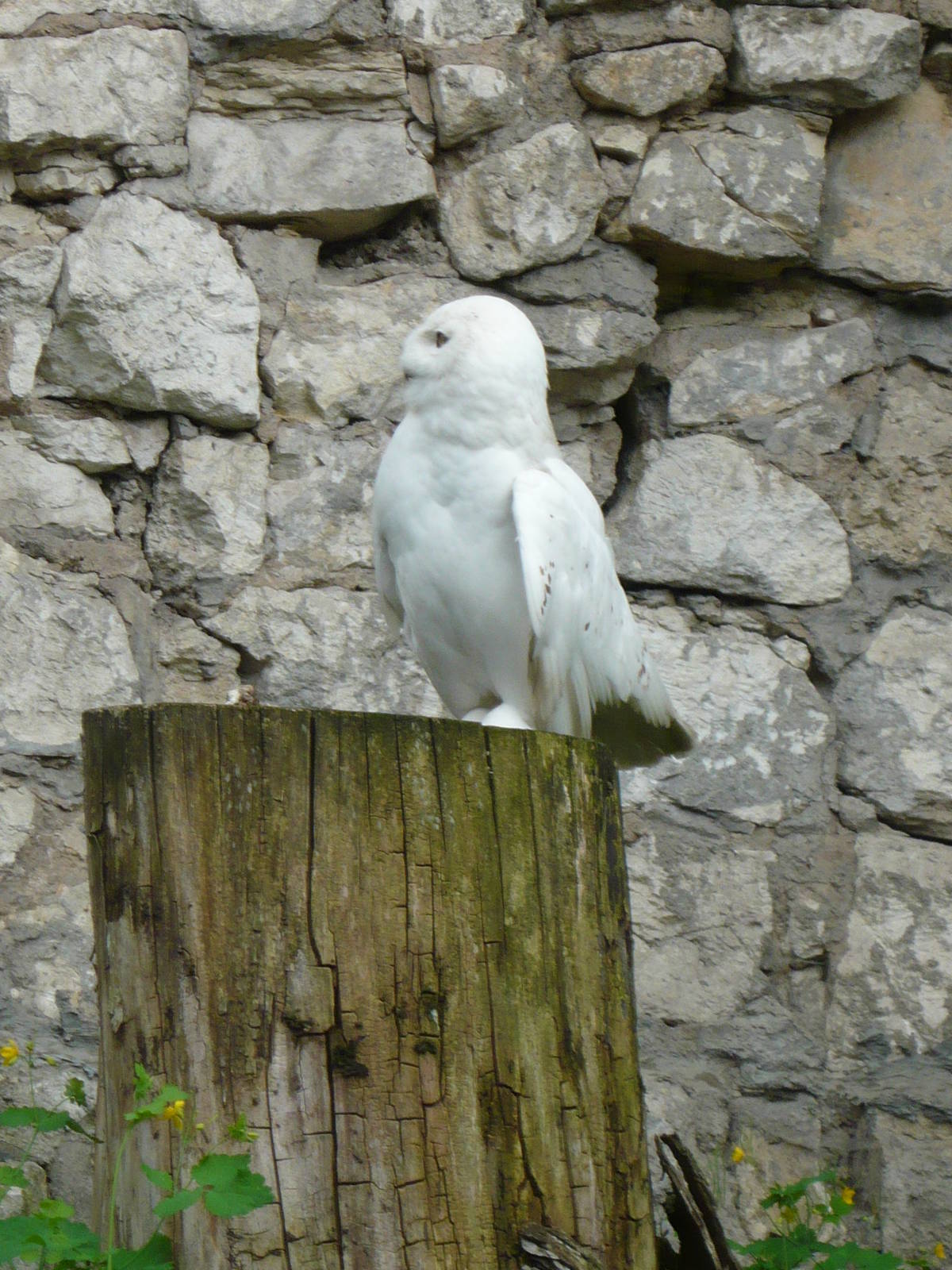 Male Snowy owl