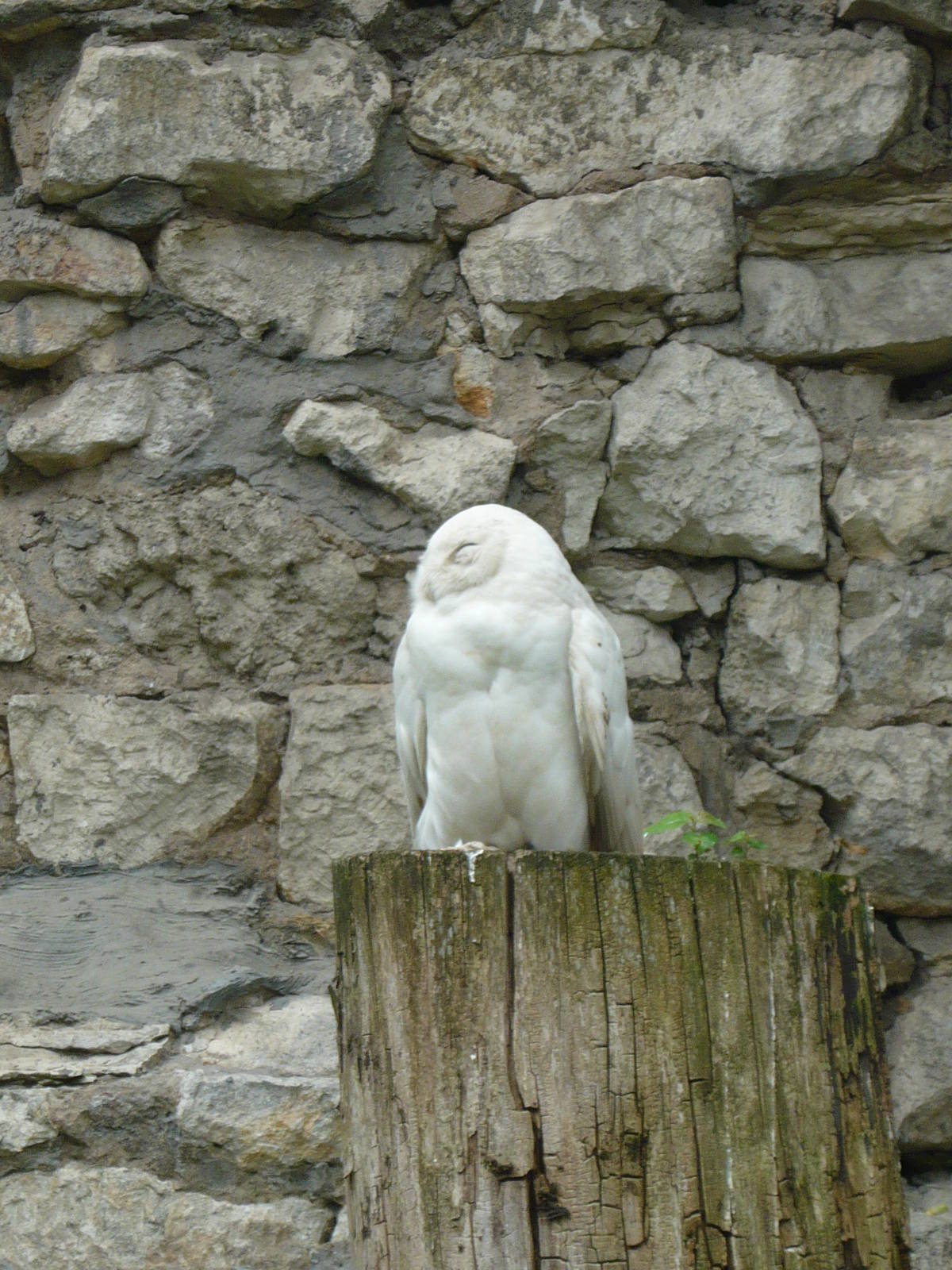 Male Snowy owl