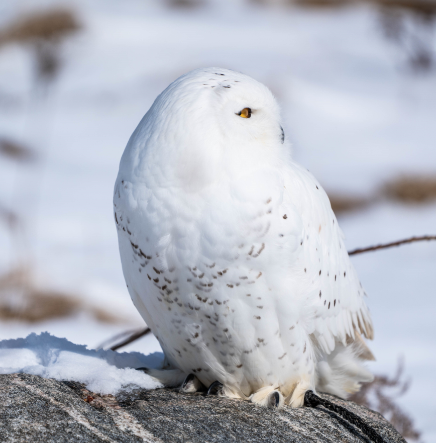 Male Snowy Owl