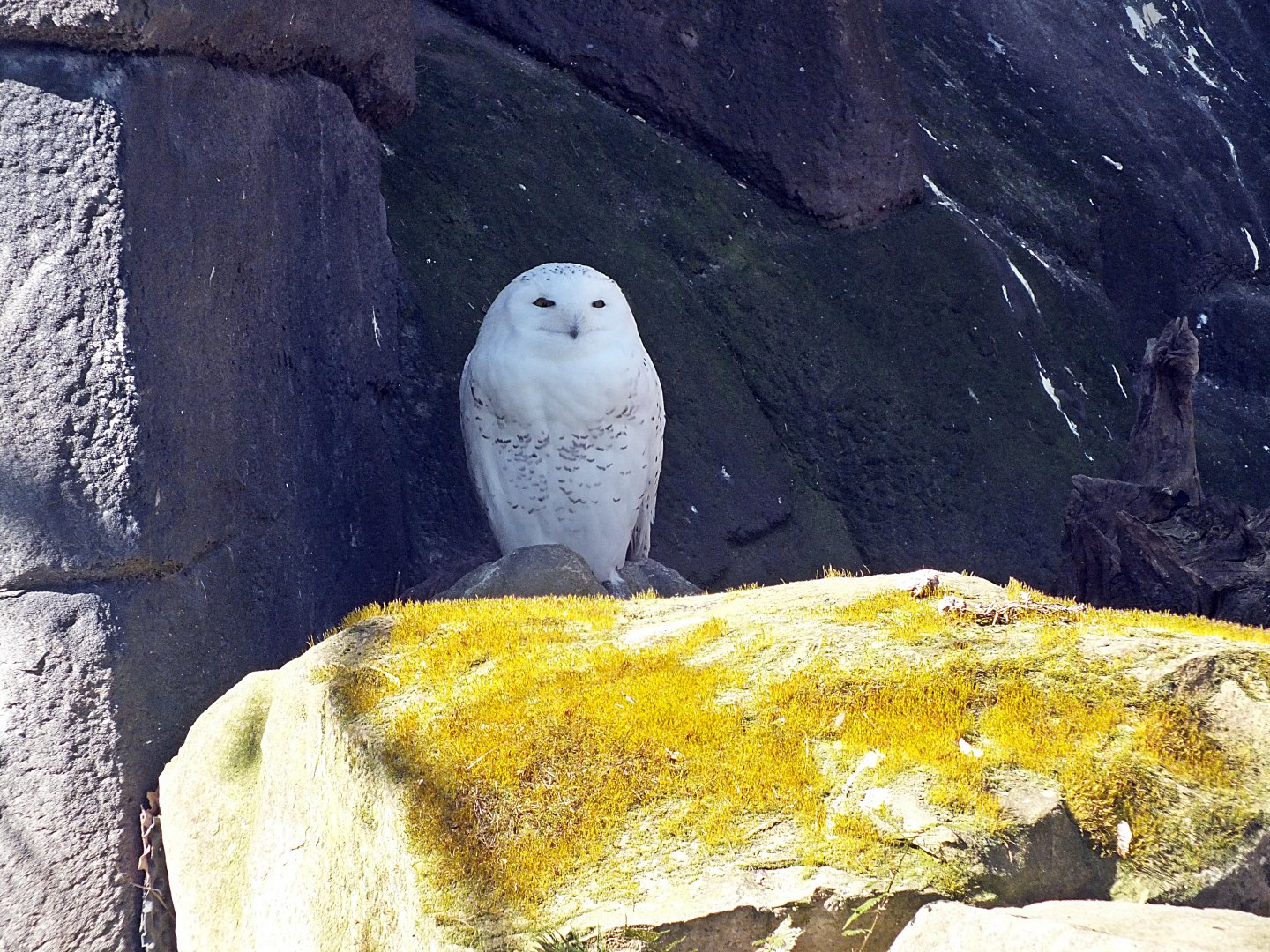 Male snowy owl