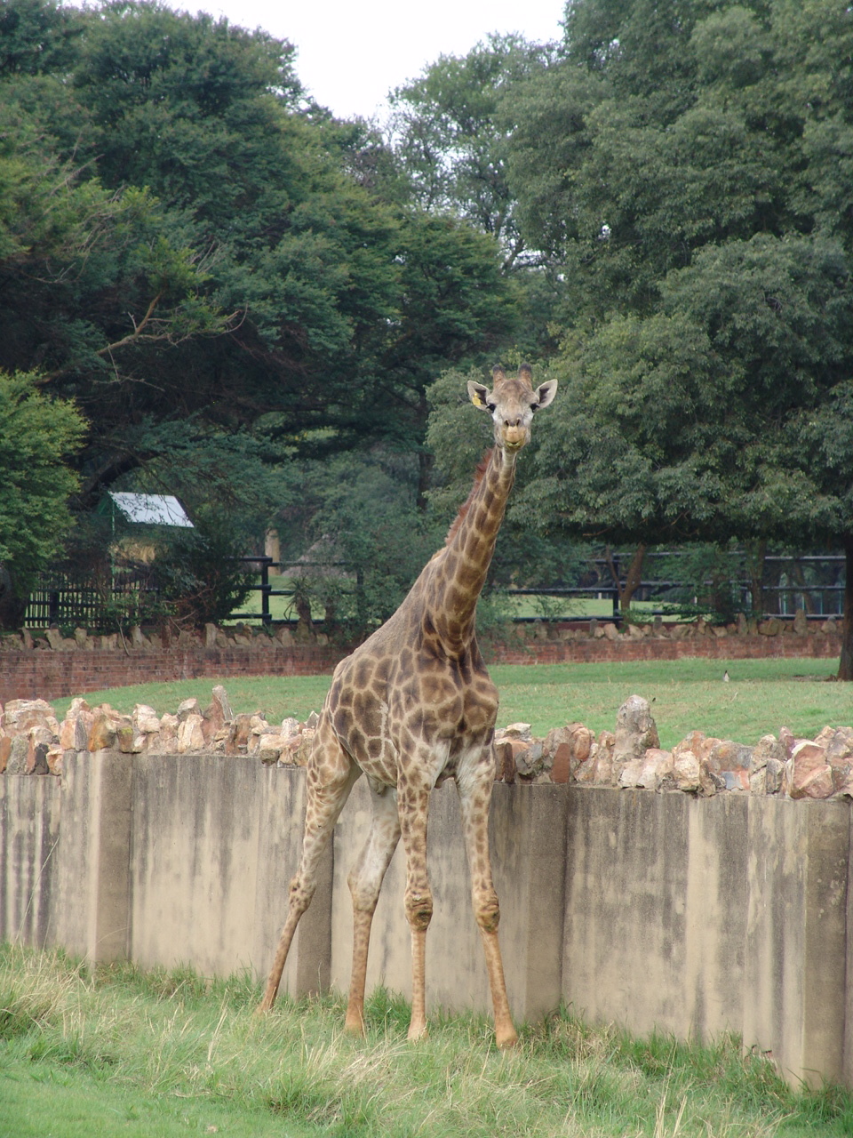 Male South African Giraffe (Giraffa camelopardalis giraffa)