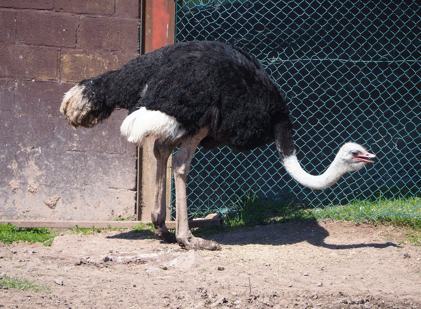 Male South African ostrich (Struthio camelus australis), 2023-05-19
