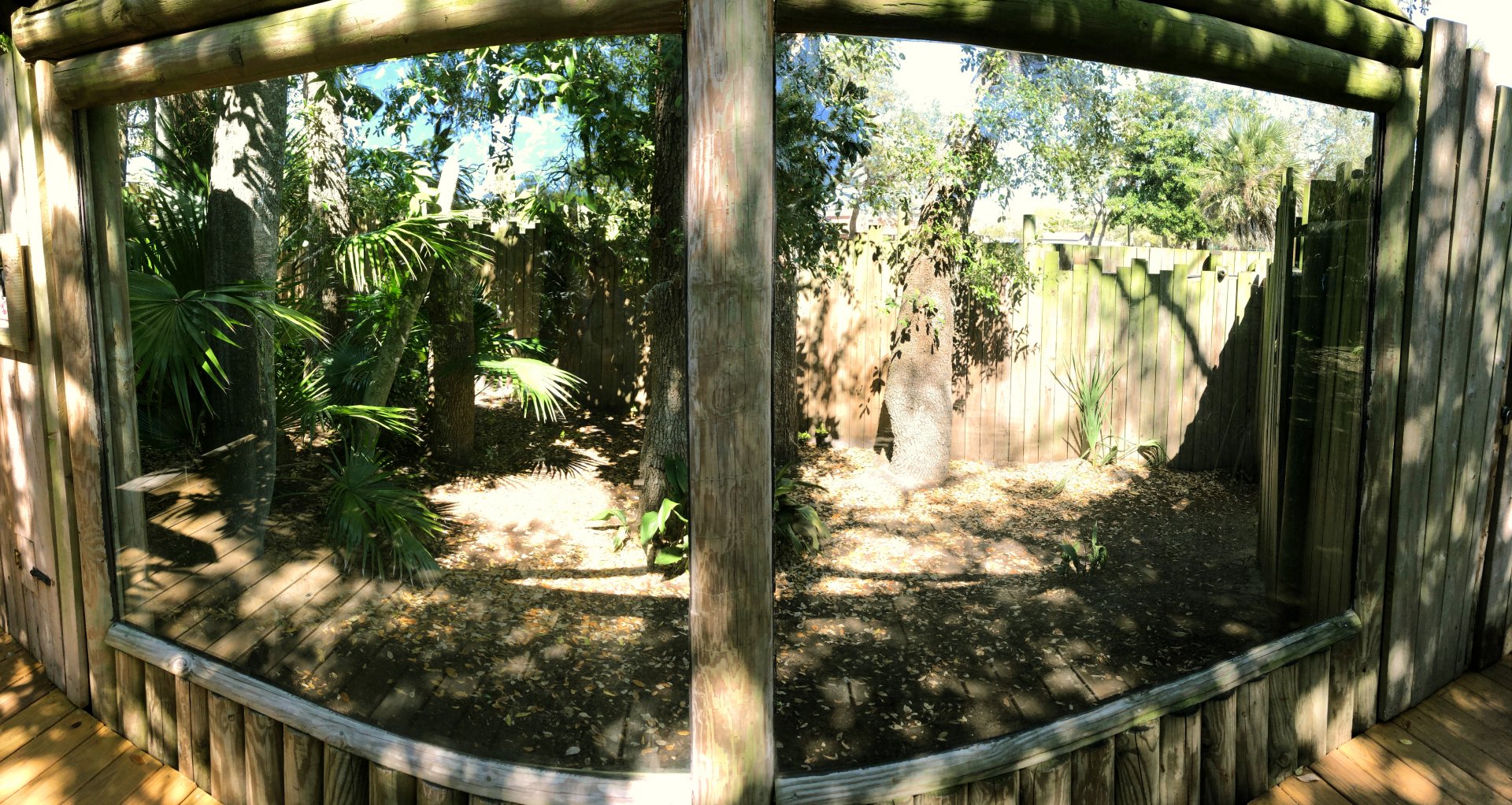 Male Southern Cassowary Exhibit